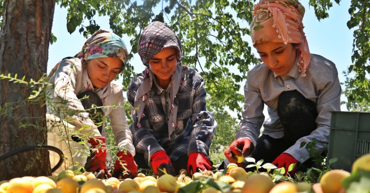 Exports of fresh apricots grown on the shores in Elazu0131u011f's Baskil district have seen 100% increase this year, increasing to 24,000 tons, compared to 12,000 tons of last year.