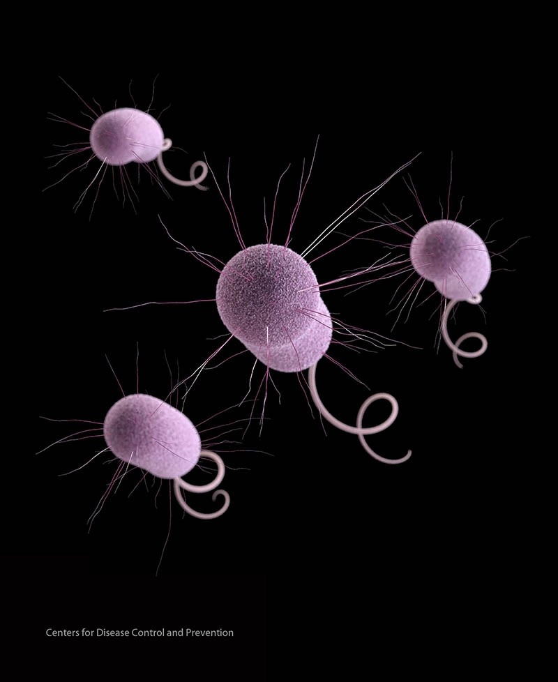 This undated file illustration made available by the Centers for Disease Control and Prevention in Atlanta depicts Pseudomonas aeruginosa bacteria, one of the germs that can evolve to resist antibiotics. (AP Photo)