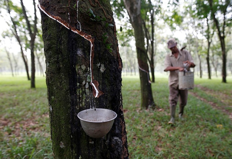 A worker collects latex at a rubber plantation near Bogor, southwest of Jakarta in West Java province, Indonesia May 28, 2016. (Reuters Photo)