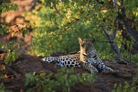 Illegal killing of leopards in the Soutpansberg Mountains has reduced their numbers by two-thirds in the last decade.