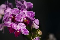 Phalaenopsis amabilis, aka moth orchid. (AA Photo)