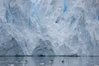 Penguins swim next to a glacier in Neko Harbour, Antarctica (Reuters File Photo)
