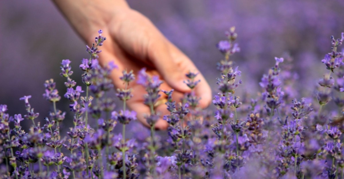 Lavender, a natural remedy for insomnia, pain | Daily Sabah