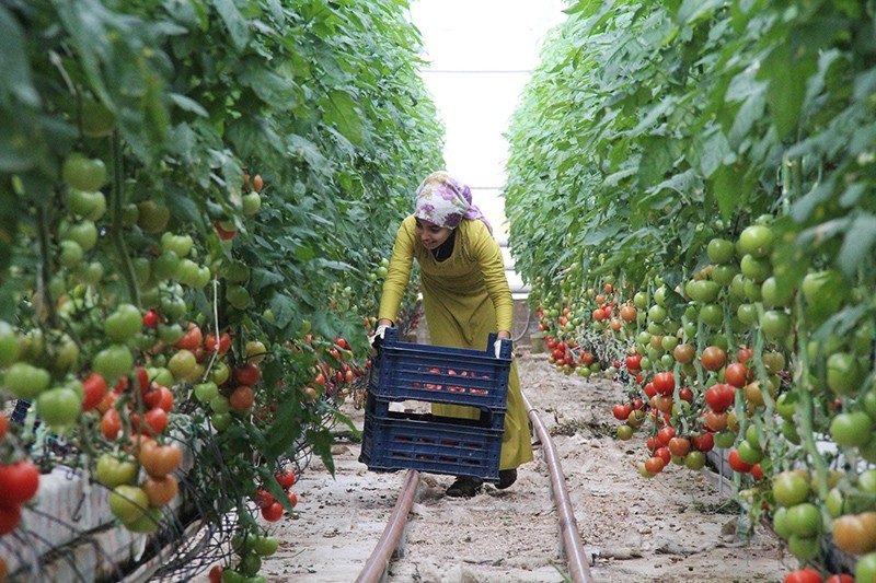 Turkish woman harvests organic tomatoes (DHA Photo)