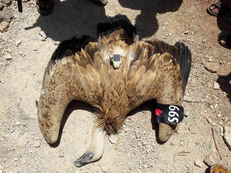 Shot of the eagle shot down by Syrian rebels. 