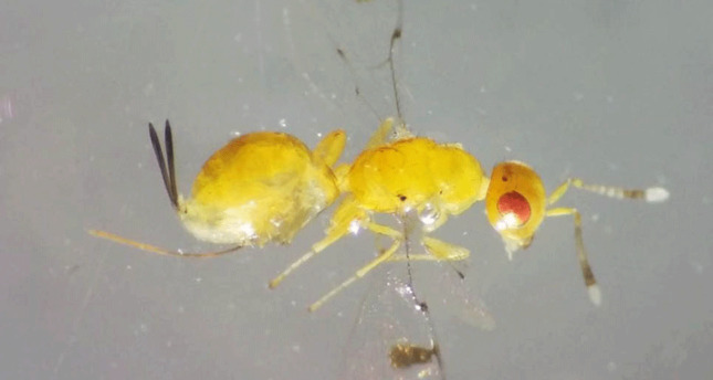Agricultural engineer discovers new insect in western Turkey - Daily Sabah