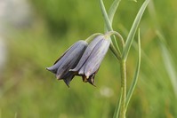 The newly discovered, red and purple fritillaria ozdemir-elmasii tulip