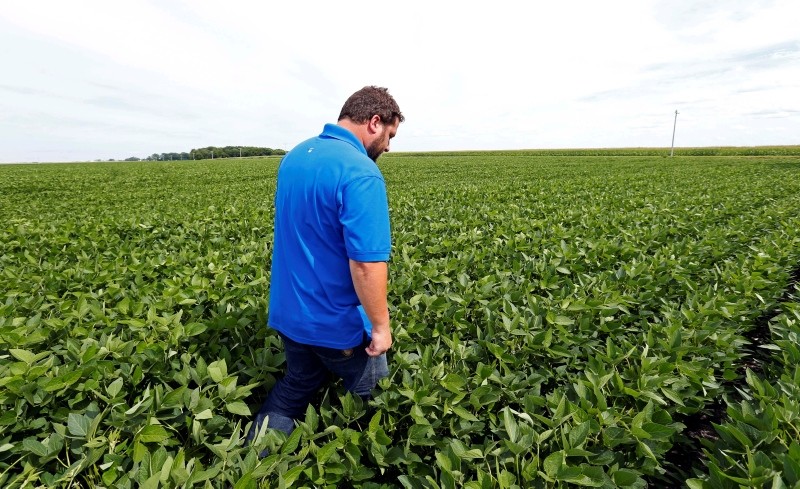 Soybean farmer Michael Petefish walks through his soybeans at his farm near Claremont in southern Minnesota. (AP Photo)