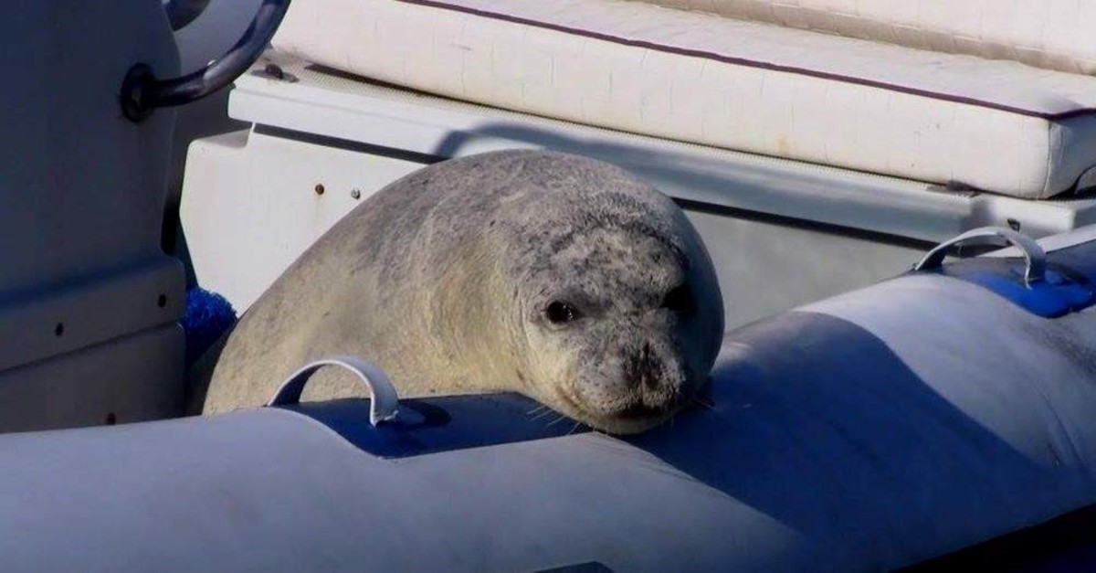 A Mediterranean monk seal rescued from fish nets in Karaburun, ?zmir. (DHA Photo)