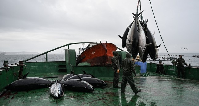 أسماك التونا يتم تربيتها في مزارع في ولاية إزمير التركية ثم يتم اصطيادها قبل نقلها إلى اليابان صورة: الأناضول