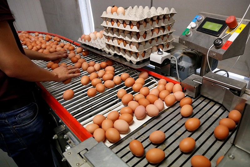 A worker inspects freshly laid eggs on a production line at a poultry farm in Wortel near Antwerp, Belgium August 8, 2017. (Reuters Photo)