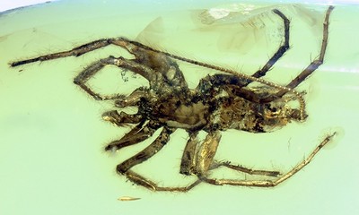 This handout image obtained via the Nature website on February 5, 2018 shows a Photo of the paratype of a ventral view of second specimen of a Chimerachne yingi spider (AFP Photo)