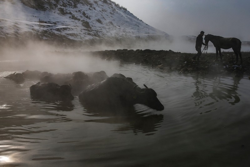 Hot springs in eastern Turkey's Bitlis attract buffaloes