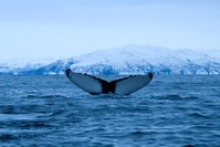 A Humpback whale immerses on Jan. 15, north of Tromso, Norway.