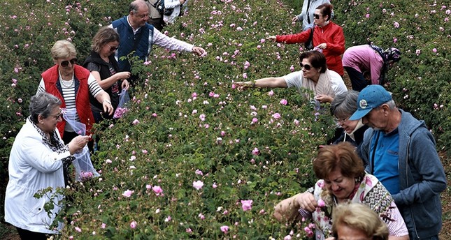 سياح قدموا من ولايات تركية أخرى إلى إسبارطة للمشاركة في قطف الورد الأناضول