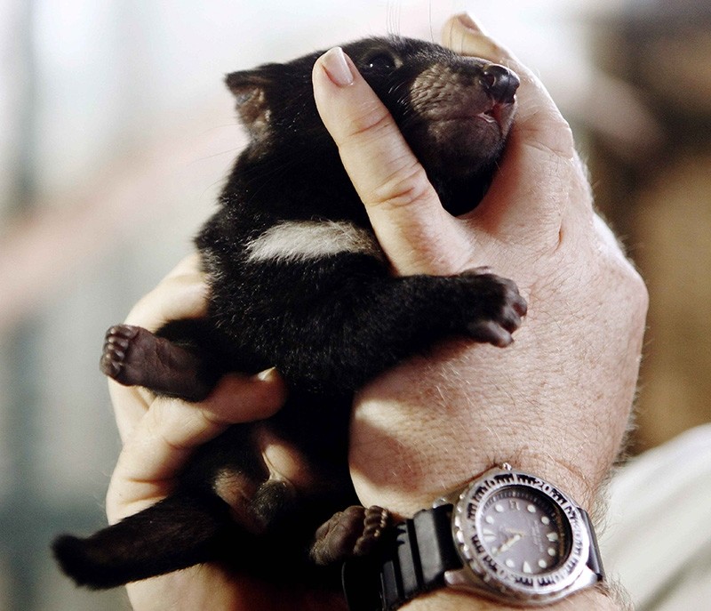 An unnamed male Tasmanian Devil cub receives a health check in his enclosure at Sydney's Taronga Zoo (Reuters File Photo)