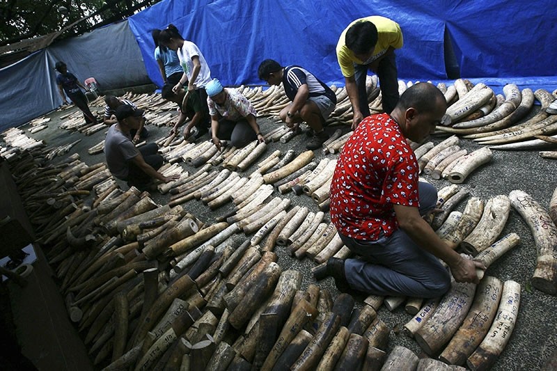 Workers arrange confiscated elephant ivory tusks at a rescue center in Manila, Philippines (Reuters Photo)