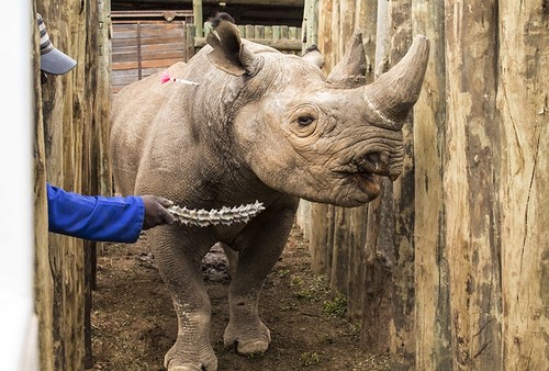 A rhino is coaxed into a cage in the Addo Elephant Park, near Port Elizabeth, South Africa, Thursday May 3, 2018, to be transported to Zakouma National Park in Chad. (AP Photo)