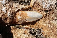 This undated hand out picture released by the Department of Biodiversity, Conservation and Attractions on March 12, 2018 shows a giant fossilised tooth from a prehistoric shark in the Cape Range National Park, Western Australia (AFP Photo)