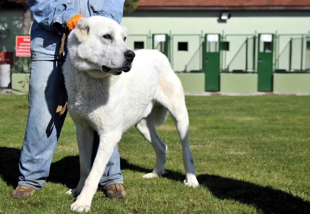 Dog breeds indigenous to Turkey Photo 1/17 DS Gallery Life