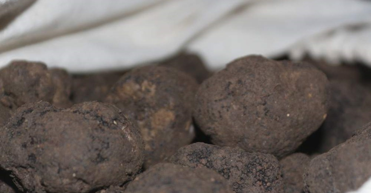 The deadline for the truffle tender will end on Jan. 6. (?HA Photo)