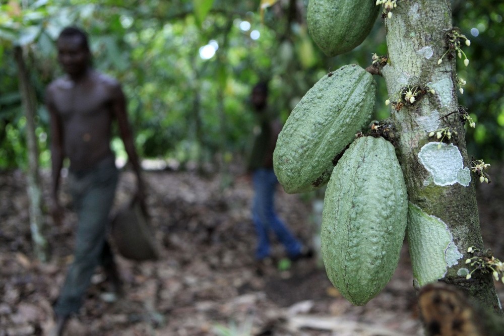 Farmer Issiaka Ouedraogo walks past cocoa pods growing on a tree on a cocoa farm outside the village of Fangolo near Duekoue, Ivory Coast.