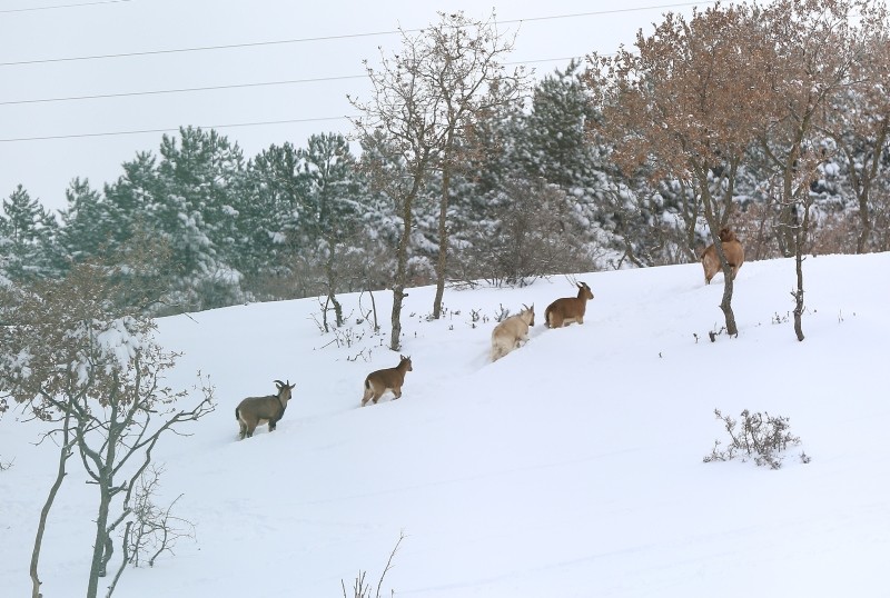 Winter beauties in Turkey's first fauna display area