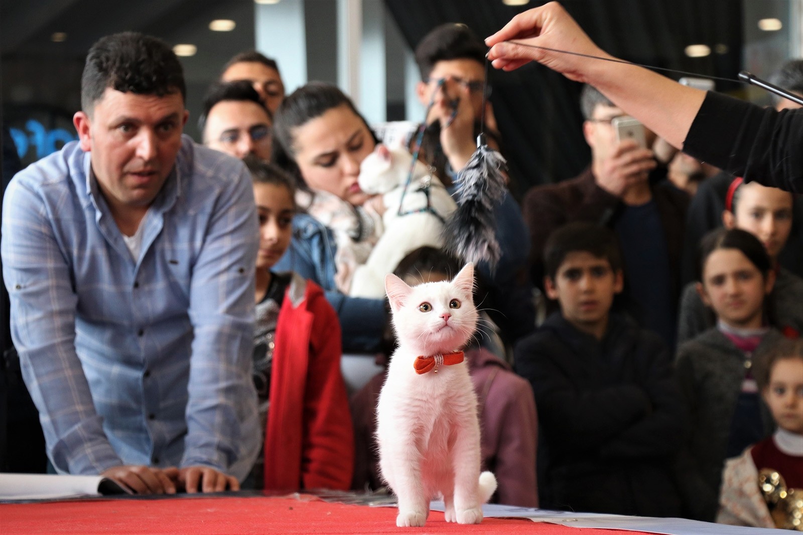 Van Cat Beauty Contest 2019