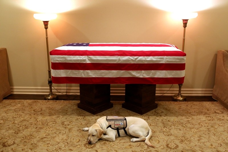 Sully, the service dog of former U.S. President George H.W. Bush in his final months, lays in front of Bush's casket at the George H. Lewis & Sons funeral home in Houston, Texas, U.S., December 3, 2018. (Reuters Photo)