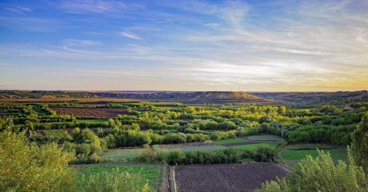 Photographers flock to the Hevsel Gardens in Diyarbaku0131r to get the best shots of the season. (AA Photo)