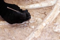 العثور على مستحاثة عظم زرافة عمرها 7.5 مليون عام في قيصري التركية