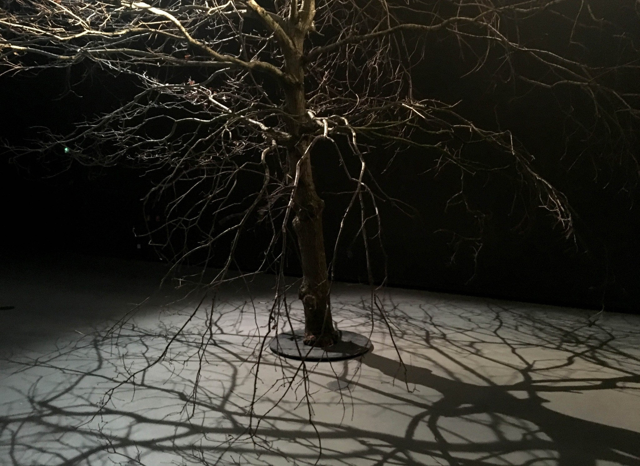 The tree symbolizes an authority, Europe, which closes borders and stands by and watches, as a humanitarian tragedy unfolds in front of its eyes. 