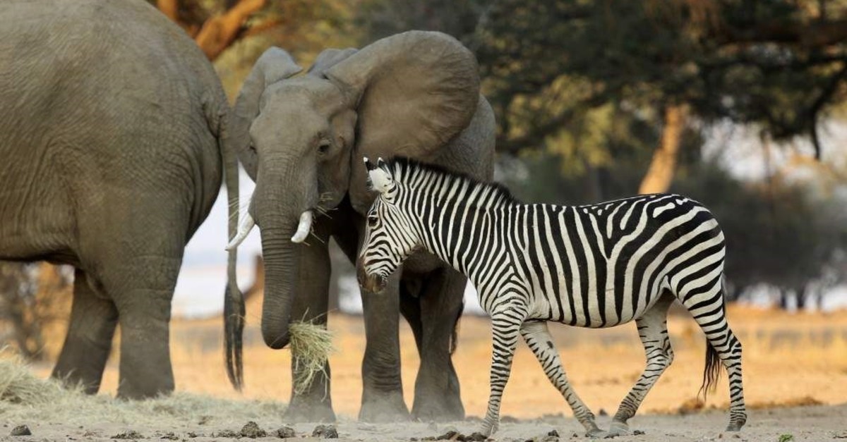 In this Oct, 27, 2019, photo, elephants and zebras feed on hay provided by the Feed Mana project in Mana Pools National Park, Zimbabwe. (AP Photo)