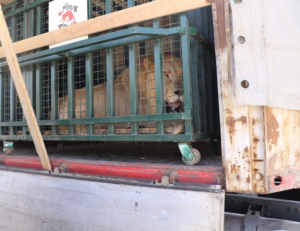 A lion rescued from a zoo in Aleppo rest in a cage at the back of the truck that brought it to an animal shelter in Bursa.