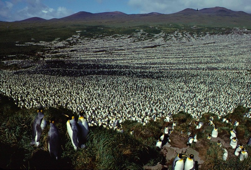 Photo taken in 1982 shows a two-million-strong king penguin colony on Ile aux Cochon. (AFP Photo)
