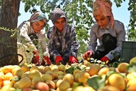 Exports of fresh apricots grown on the shores in Elazu0131u011f's Baskil district have seen 100% increase this year, increasing to 24,000 tons, compared to 12,000 tons of last year.
