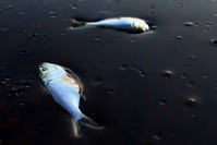 Poggy fish lie dead stuck in oil in Bay Jimmy near Port Sulpher, Louisiana June 20, 2010. (Reuters Photo)