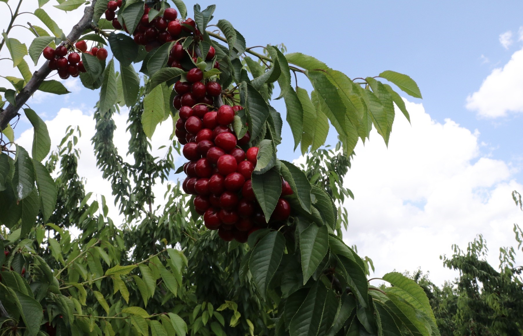 Russia alone consumed 28 percent of all cherries Turkey sold abroad as of June 17 this year.
