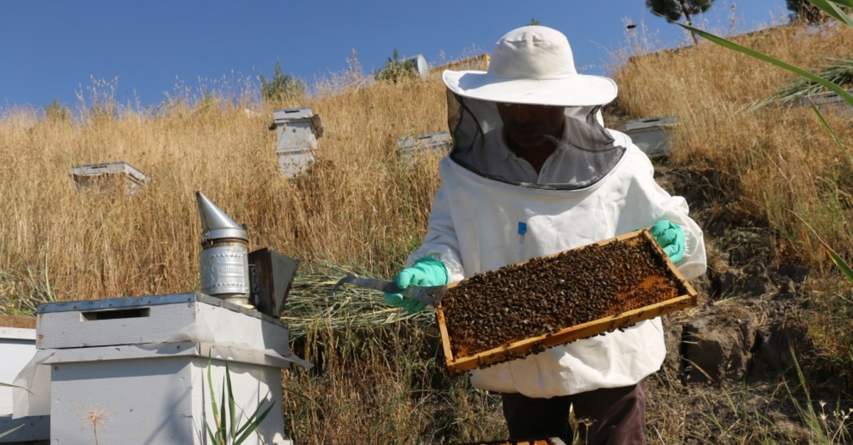 Bee Glue Provides Extra Income For Local Producers Daily Sabah