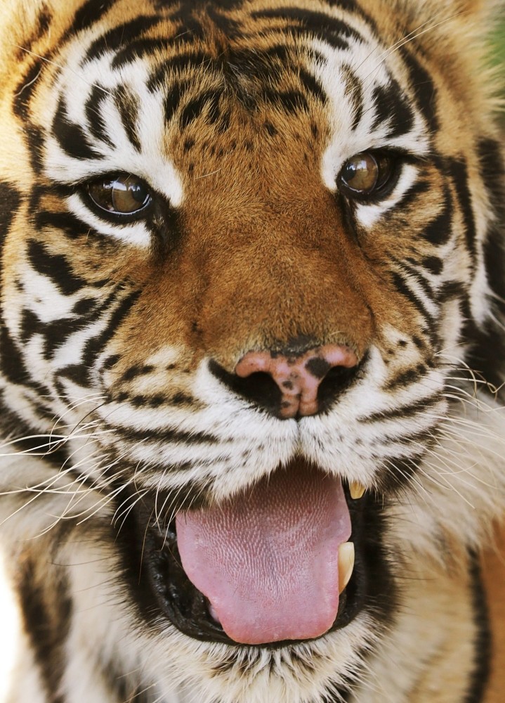Bengal tigers have been declared endangered because of poaching and a loss of their habitat.