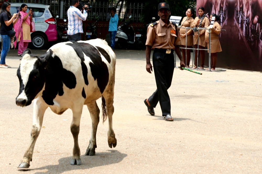 Rise Of India S Cow Politics Daily Sabah