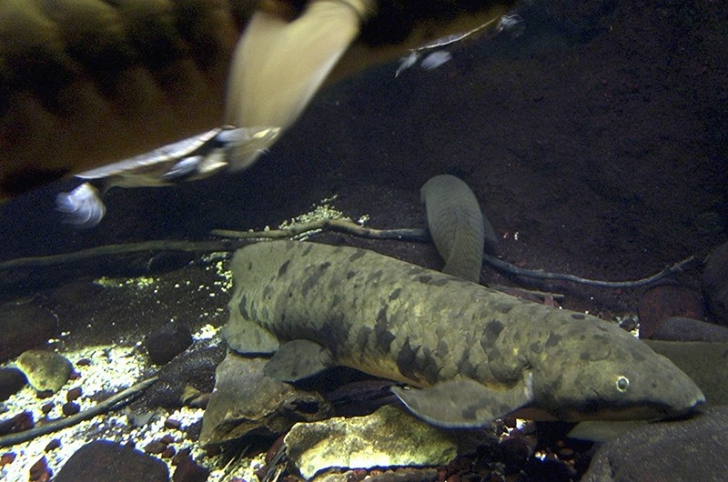 In this Dec. 2, 2004, file photo, An Australian lungfish, named Granddad, is seen on display at Chicago's Shedd Aquarium. (AP Photo)