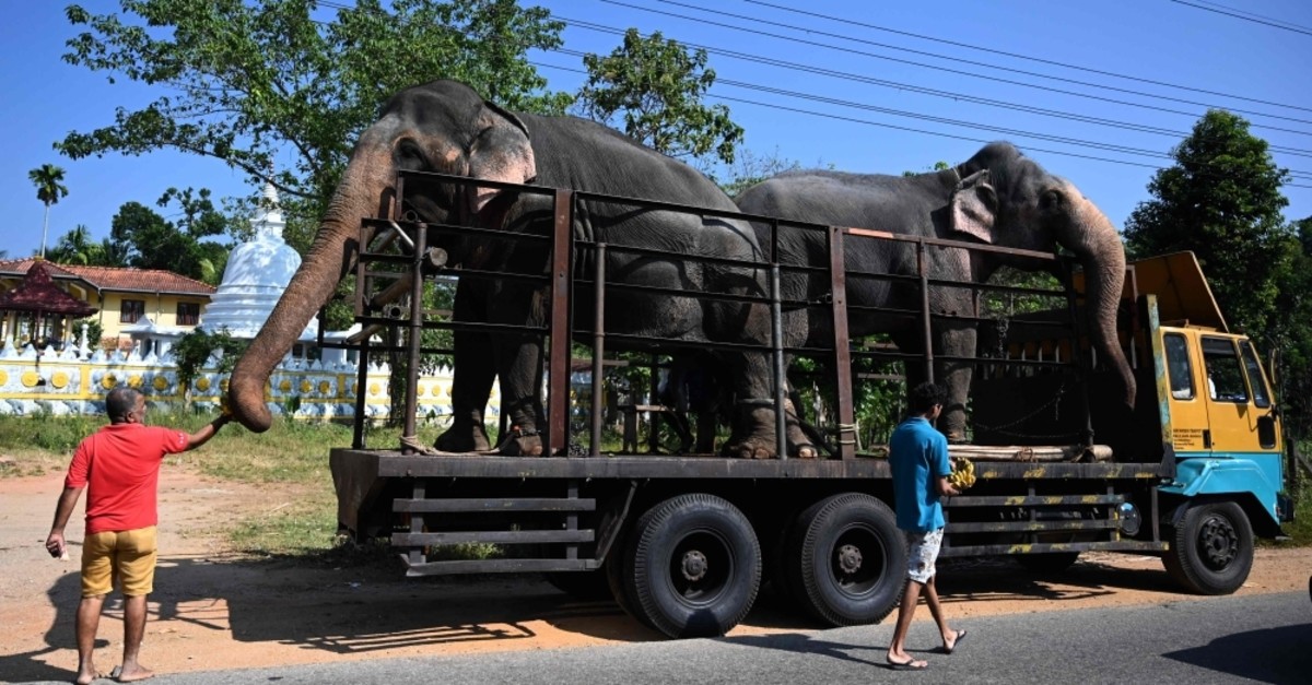 Men feed bananas to elephants being transported on the back of a truck along the Biyagama-Colombo road in Biyagama, on the outskirts of Colombo on Feb. 18, 2020. (AFP Photo)