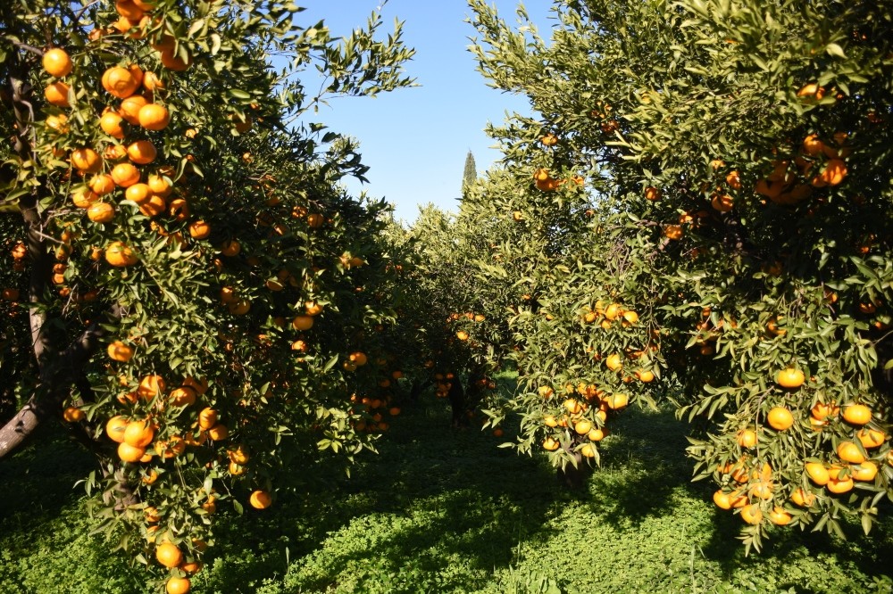 Bodrum's famous mandarins ready to harvest.