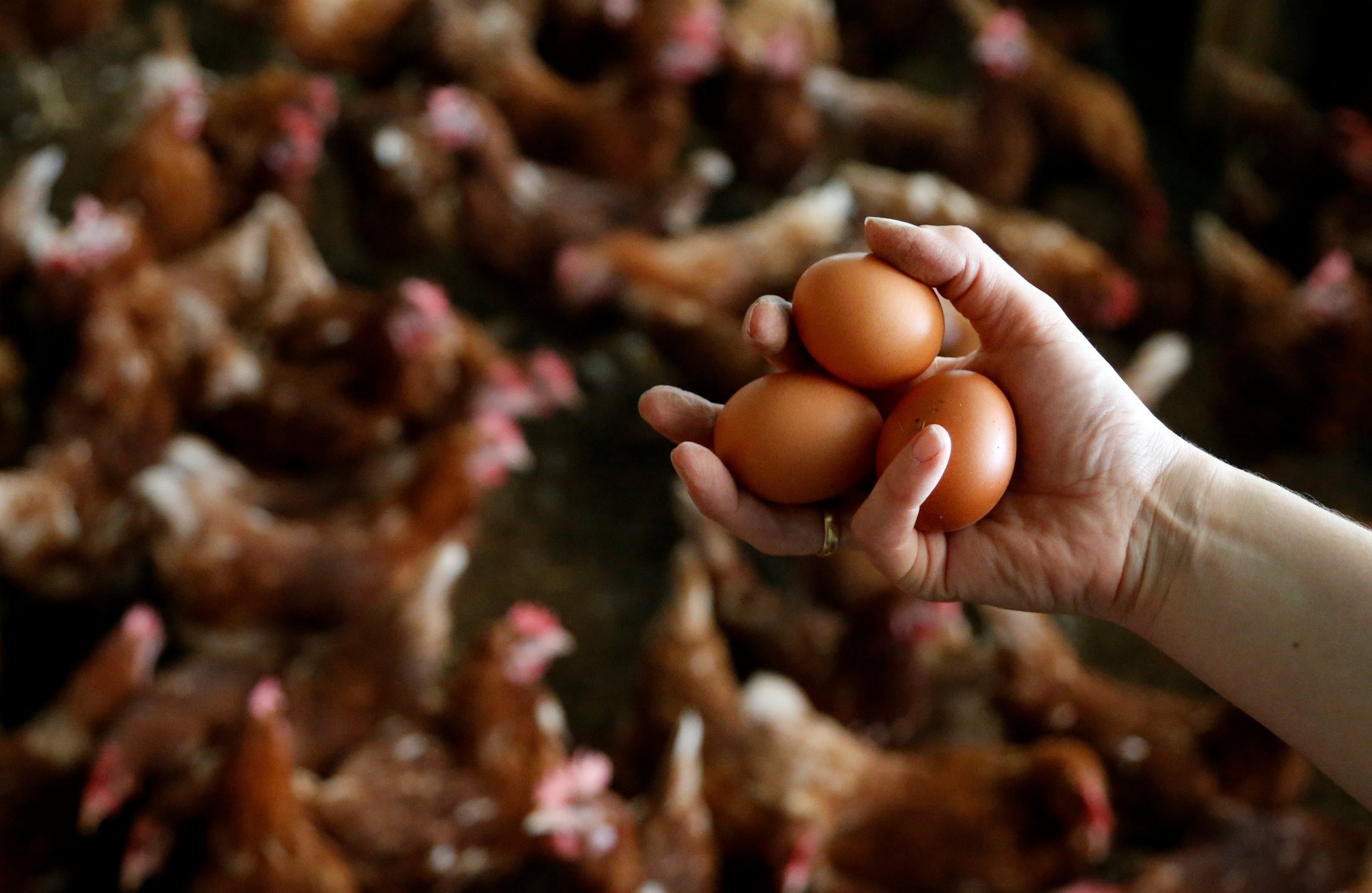 A farmer holds freshly laid eggs at a poultry farm in Lunteren, Netherlands August 7, 2017.  (REUTERS Photo)