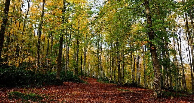 بلدية إسطنبول تعتزم زراعة 150 ألف شجرة في 2017