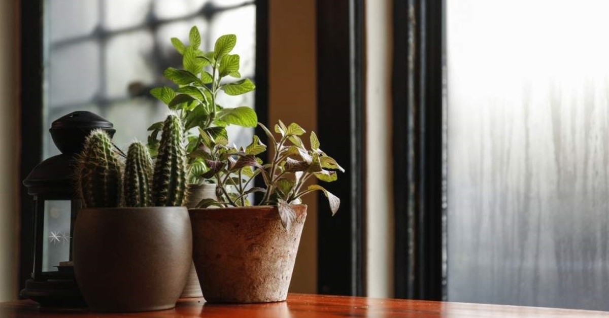 The notion that plants indoors act as natural air filters is wrong, the study shows. (iStock Photo)