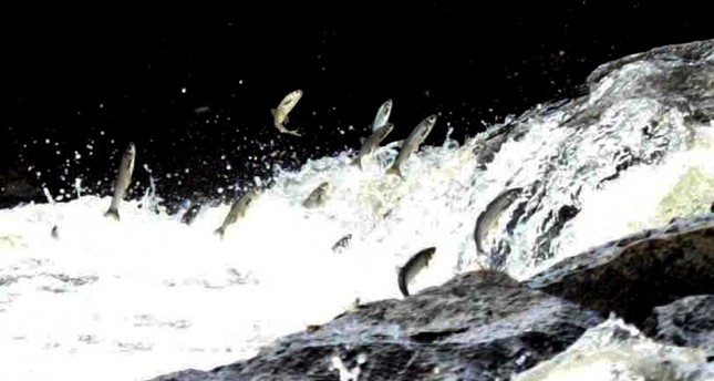استمرار هجرة أسماك البوري من بحيرة وان التركية