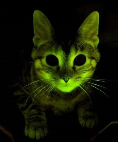 Color-changing cats we genetically engineered to glow in order to study AIDS.