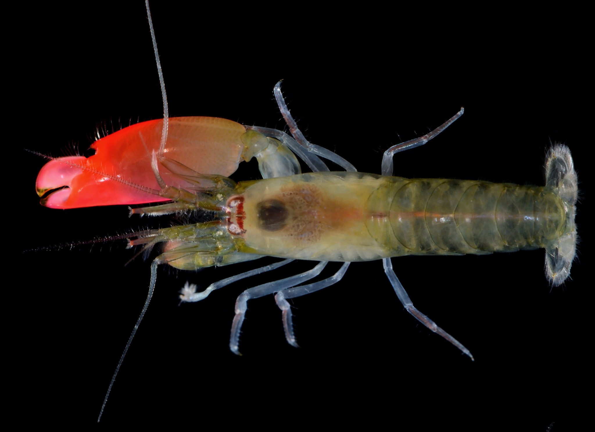 This photograph received from the Federal University of Goias on April 12, 2017, shows the newly-discovered bright pink-clawed pistol shrimp which has been named as 'Synalpheus pinkfloydi' in the scientific description of the species. (AFP Photo)
